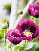 Violette Mohnblüten