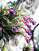 Pink flowers with purple tips