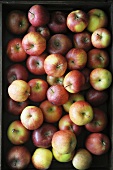 Lots of apples in a crate