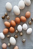 Various kinds of eggs