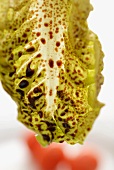 A salad leaf drizzled with vinaigrette (close-up)