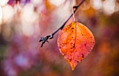 Autumn leaf on twig