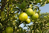 Limes Hanging From a Branch in a Lime Tree