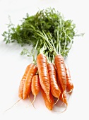 A bunch of carrots with no background