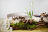 Table centrepiece: three snowdrops, moss, fir cones and honesty on piece of wood amongst stacked plates, cutlery and glasses