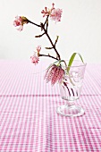 Snake's head fritillary (Fritillaria meleagris) and fragrant viburnum (Viburnum Charles Lamont) in drinking glass on gingham tablecloth