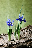 Dwarf iris emerging from bark against green background