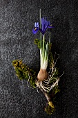 Iris with bulb and mossy twigs on dark background