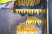 Arbeiter räuchert Schellfischfilets in der Fabrik