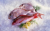 Red snapper and two sea bream on ice