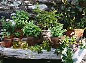 Assorted herbs for tea: scented pelargonium, mint, khat (Catha edulis, Arabian tea), lady's mantle, sage, camomile