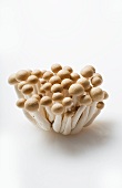 Buna-Shimeji Mushrooms on White Background