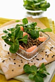 Lentil salad with salmon and lamb's lettuce