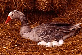A goose with eggs