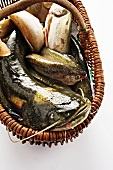 Ein Korb mit Süsswasserfischen