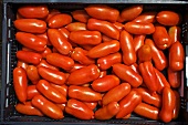 Organic tomatoes of the variety 'Hochloma' in a crate