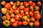 Organic tomatoes of the variety 'Oxheart'