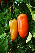 Tomatoes of the variety 'Hochloma' hanging on the vine