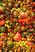 Lots of organic tomatoes (rare varieties), filling the image