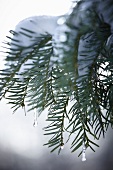 Snow-covered conifer