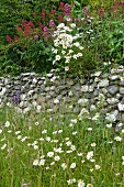 Flower meadow planted with ox-eye daisies (Chrysanthemum leucanthemum) and valerian (Centranthus) in front of stone wall in wild garden
