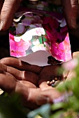 Hand hält Samentüte mit Duftenden Platterbsen (Lathyrus Odoratus) Samen
