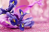 Iris reticulata in einem Geschenksäckchen
