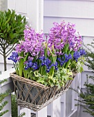 Blumenkiste mit Hyazinthen und Iris auf der Terrasse