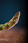 An asparagus tip (close-up)