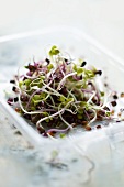 Fresh sprouts in a plastic container