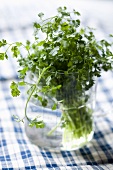 Fresh chervil in a glass of water