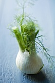 A fresh bulb of fennel