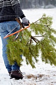 Mann trägt einen abgesägten Christbaum im Schnee