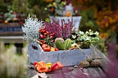 Herbstliches Gesteck in Holzkiste mit Heidekraut, Zierpaprika, Leucophytha brownii und Efeu auf Holztisch im Garten