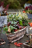 Herbstlicher Blumenkorb mit Heidekraut, Efeu, Scheinbeeren, Hyazinthenzwiebeln auf Holztisch im Garten