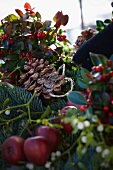 Weihnachtsgesteck aus Tannenzweigen, Scheinbeeren, Mistelzweigen, Lorbeer, Äpfeln und Pinienzapfen gestalten (Close Up)