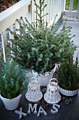 Christmas trees and lanterns on terrace