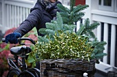 Fir branches and sprigs of mistletoe in bicycle basket