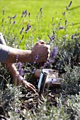 Blumenzwiebeln zwischen Lavendelpflanzen eingraben