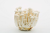 Fresh Bunch of White Beech Mushrooms; White Background