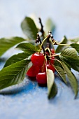 Cherries with twigs and leaves