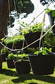 Plants in garden buckets hanging from ropes