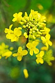 Flowering mustard