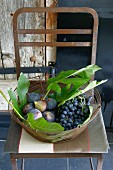Frische Feigen mit Blättern und blaue Trauben im Drahtkorb auf Küchenstuhl