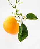 An orange with flowers hanging from the stem