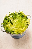 Frisée lettuce in a colander
