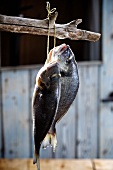 Two gilt-head bream hanging from a branch