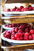 Frozen Cherries in Pie Crusts; Ready for Baking