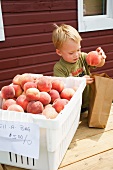 Young Boy Selecting Peaches from a Bin and Placing them into a Paper Bag