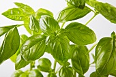 A basil plant (section)